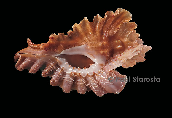 Pterynotus phyllopterus