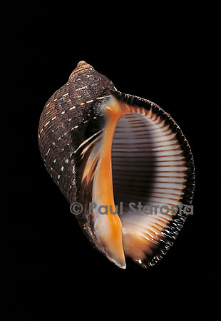 Purpura persica