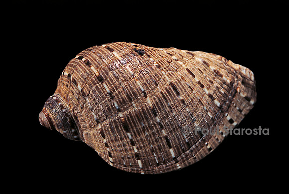 Purpura persica
