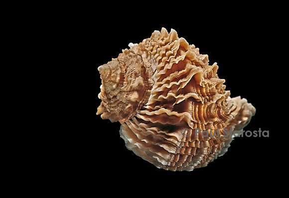 Rapana bezoar