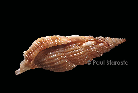 Varicospira cancellata