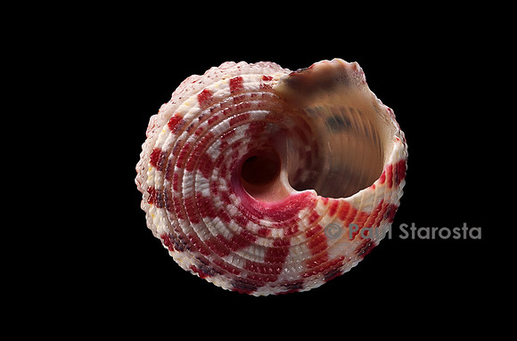 Rubritrochus pulcherrimus