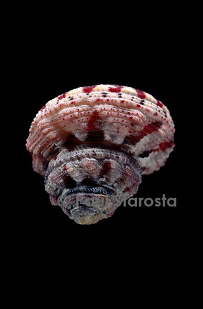 Rubritrochus pulcherrimus