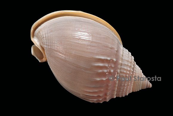 Semicassis semigranosum