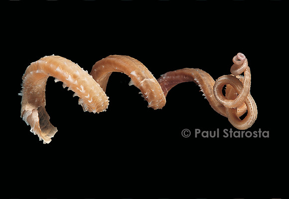 Siliquaria anguina