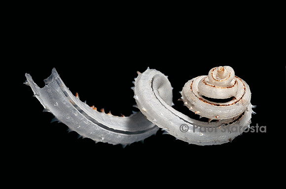 Siliquaria anguina