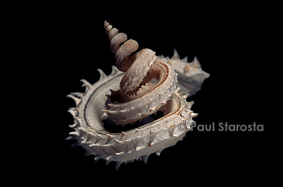 Siliquaria anguina