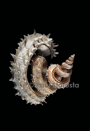 Siliquaria anguina