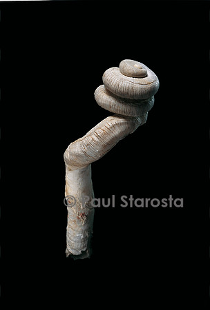 Tenagodus ponderosus