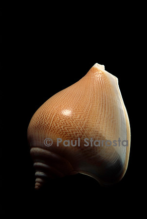 Strombus canarium