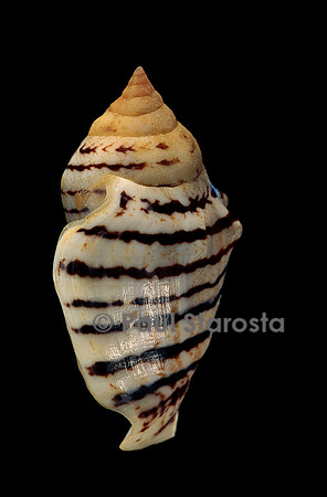 Conomurex fasciatus elegans