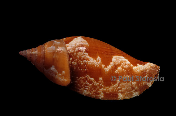 Strombus fragilis