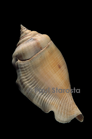 Strombus gibberulus