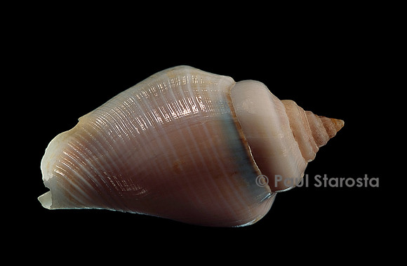 Gibberulus gibberulus