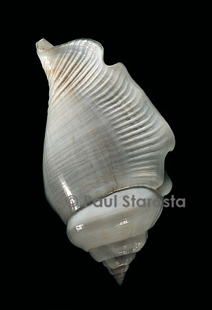 Gibberulus gibberulus albus