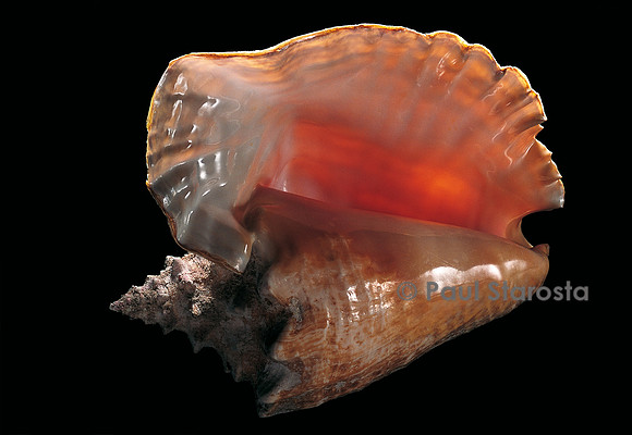 Strombus gigas