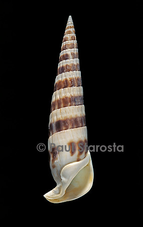 Rhinoclavis fasciata (cérithe fascié)