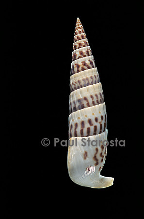 Rhinoclavis fasciata (cérithe fascié)