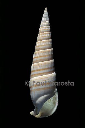Rhinoclavis fasciata (cérithe fascié)