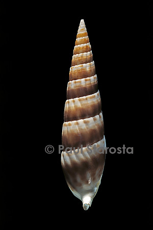 Rhinoclavis fasciata (cérithe fascié)