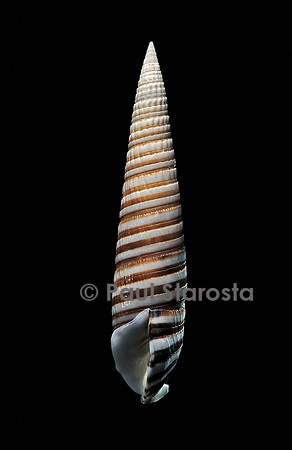 Rhinoclavis fasciata (cérithe fascié)
