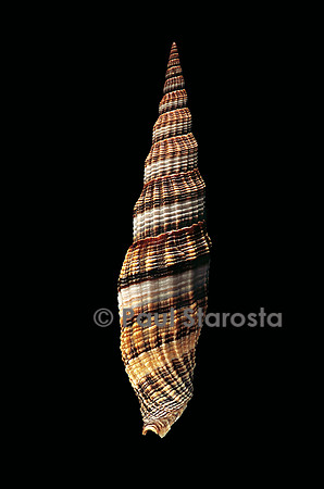Vexillum citrinum