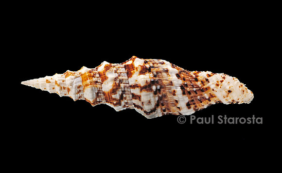 Vexillum mirabile