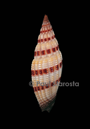 Vexillum sanguisugum