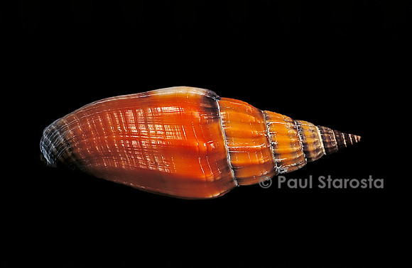 Vexillum vulpecula