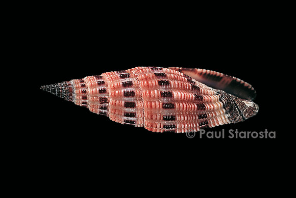 Vexillum sanguisugum