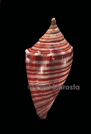 Voluta arausiaca