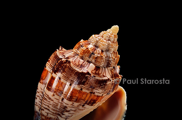 Voluta ebraea