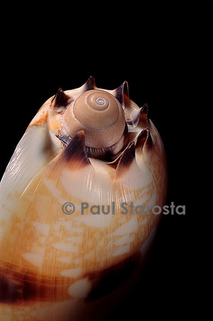 Voluta georginae