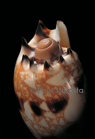 Voluta georginae