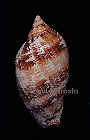 Voluta magnifica