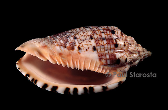 Voluta polypleura kotorai