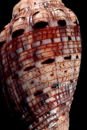 Voluta polypleura kotorai