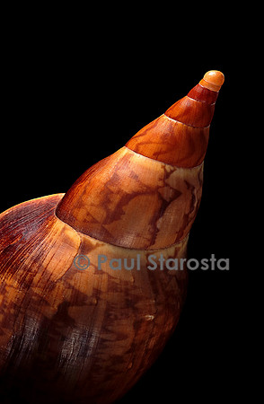Voluta sowerbyi