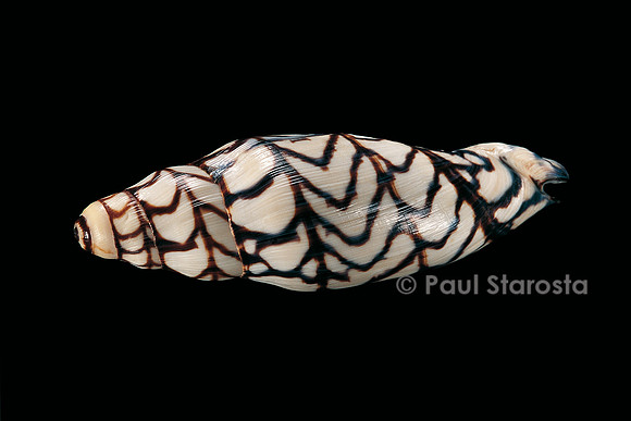 Volutoconus bednalli