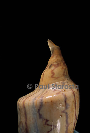 Zidona dufresnei
