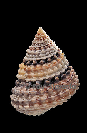 Tectarius coronatus