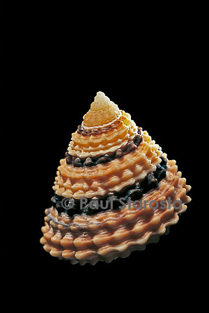 Tectarius coronatus