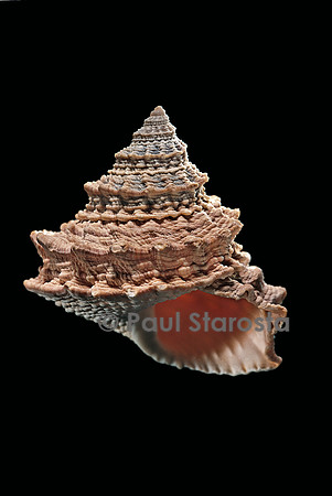 Tectarius pagodus