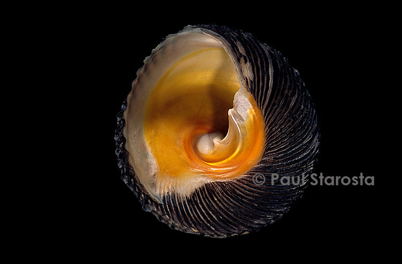 Tegula regina