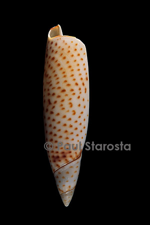 Terebellum terebellum punctulorum