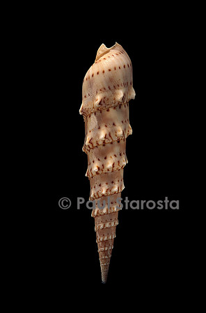 Terebra crenulata