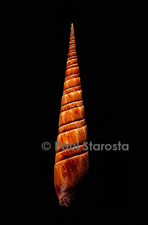 Oxymeris dimidiata