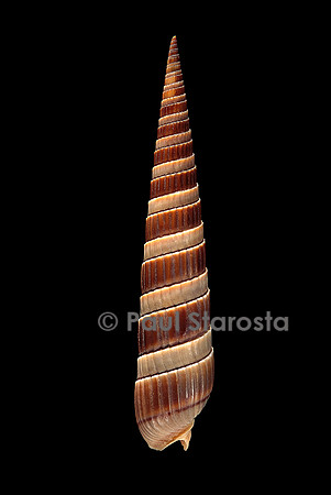 Terebra duplicata