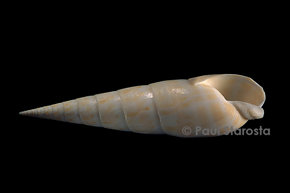 Terebra maculata