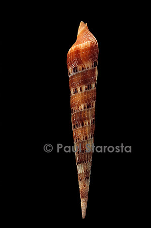 Terebra pertusa